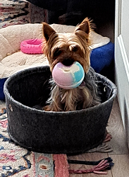 Image chien