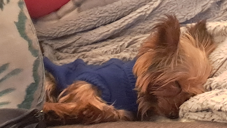 Image chien