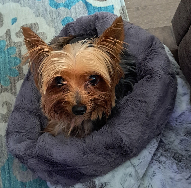 Image chien